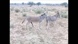 donkey mating