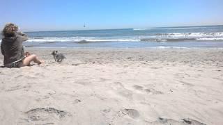 Playing dog on the beach. Пляж Мальвароса в Валенсии. Испания. Spain.