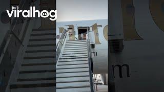 Little Bird Needs a Boarding Pass || ViralHog