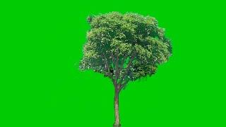 Mango tree green screen video backgrounds