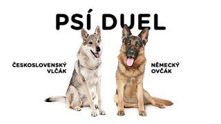 Psí duel - Německý ovčák vs. Československý vlčák - Tlapka TV