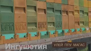 Ингушетия. Пасека ППУ МАГАС 6 рамочные улья