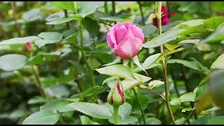 Rose Farm in Ecuador / Rosa Linda