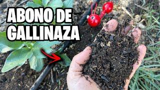 POTENTE ABONO con GALLINAZA!!  Crea ORO NEGRO para tus Plantas Paso a Paso | La Huerta de Ivan