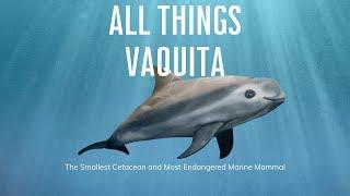 This Marine Mammal Could Go Extinct Before People Know It Exists - All Things Vaquita