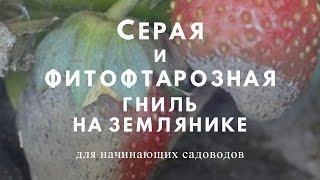 Меры профилактики и борьбы  с серой и фитофторозной гнилью на  землянике.