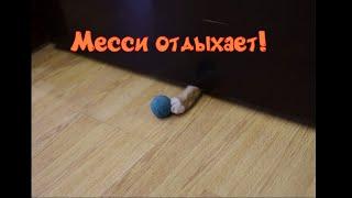 Месси отдыхает!