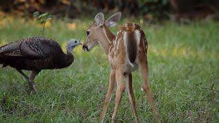 Turkeys Play with Deer and Squirrels | BBC Earth