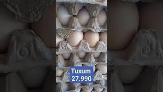 Tuxum 27.990 murojat:331023232 #uzbekistan #kazakhstan #fargona #shorts #short #500subs