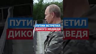 Путин Встретил Дикого Медведя и Даже Не Вздрогнул! #природа #русский #россия #медведь #тайга