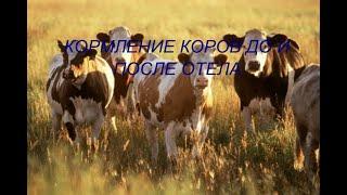 КОРМЛЕНИЕ КОРОВ ДО И ПОСЛЕ ОТЕЛА ! МОЙ ЛИЧНЫЙ ОПЫТ