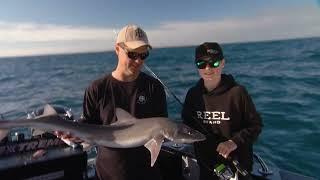 IFISHTV - Bass Strait Gummy Sharks