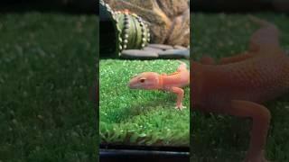 My New Baby Leopard Gecko!!