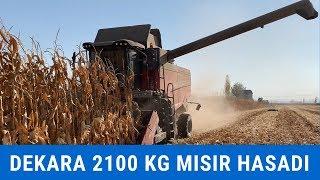 Dekar Verimi 2100 Kg Mısır Hasadına Gittik Biçerci Abimiz ile Konuştuk