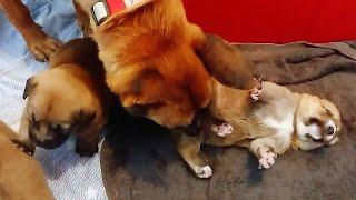 Small puppies being cute - גורים קטנים חמודים