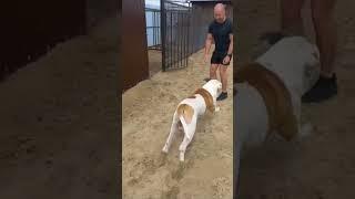 встреча после отпуска (зоогостиница) #рязань #бульдог #dog #bulldog