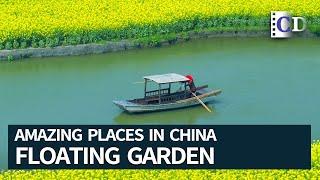 Boating in the Miracle Floating Garden | Amazing Places in China