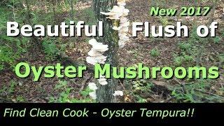 Oyster Mushrooms!! New 2017 - Pleurotus Ostreatus -Find Clean Cook- Wild Oyster Mushrooms Tempura!!