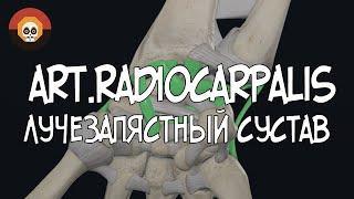 Лучезапястный сустав (art.radiocarpalis) 3D Анатомия