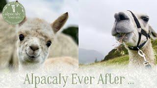 Alpacaly Ever After...