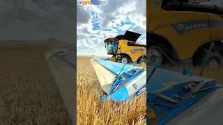 WHEAT HARVEST STRIPPING WHEAT THATS DIFFERENT! #farmingvideos