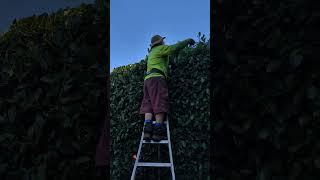 PORTLAND OREGON. TRIMMING LAUREL HEDGE.