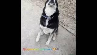 Певица Лиза поёт песенку для канала "Магия Ашат 3-6-9", который нас балует царскими подарками  