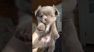 Мальчик Елизар лиловый  #щенок #чихуахуа #продажа #чихуахуаРКФ