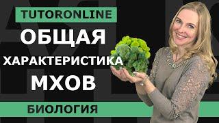 Биология | Общая характеристика мхов. Мхи и лишайники