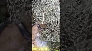 A big snake stucking in the net |  Like & Subcribe me ️