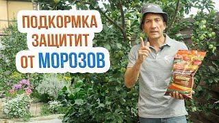 Подкормка деревьев осенью - СДЕЛАЙТЕ обязательно! Особенности осенней подкормки плодовых деревьев