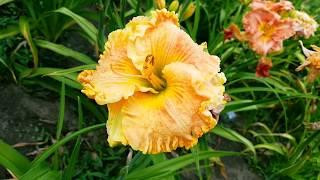 Лилейник Tropical Hot Flash_ Daylily (Hemerocallis 'Tropical Hot Flash')