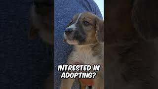 A Miracle Rescue You Have to See! 