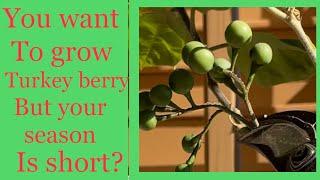 My experience growing Turkey Berry / Sundaikai @Myhomegarden-unlimited