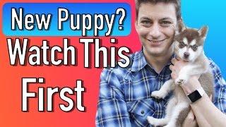 Everything you Need to be Prepared for your New Puppy!