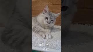 Jasmine Gentle Max Chaded lines Color as24....born   March 20.2023....info ️
