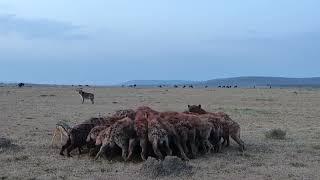 A pack of hyenas taking down a wildebeest