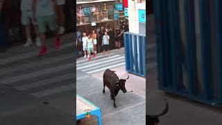 Festes de cava, Castalla