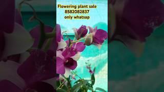 orchid Flowering plant compo #orchid #onlinesale #orchidnursery #plants
