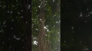 #shorts #trending #viral #trendingshort#trendingshorts #viralshort#viral_video #viralreels #tree#sun
