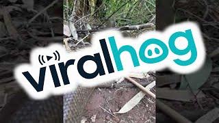 Olive Python Slithers Into Bush || ViralHog