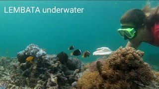 Lembata UnderWater