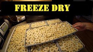 Freeze Dry Bananas