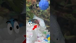 White Molly giving Birth! #mollyfish #aquarium #breedingfish #guppy
