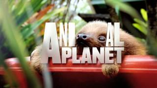 Animal Planet Rebrand