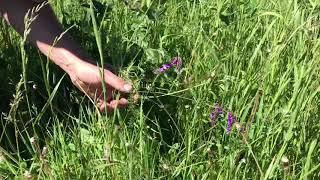 Hairy vetch in a pasture situation