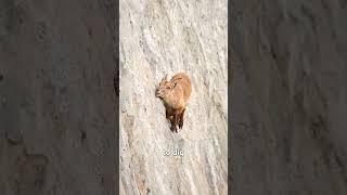 How Goats Can Climb Mountains 