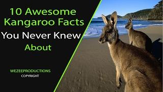 10 Awesome Kangaroo Facts You Never Knew