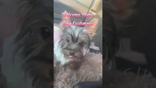Travel with me to get my new fur baby. #summeronshorts #vlog #dogmom