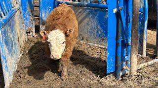 Mini Herefords spring vaccination day